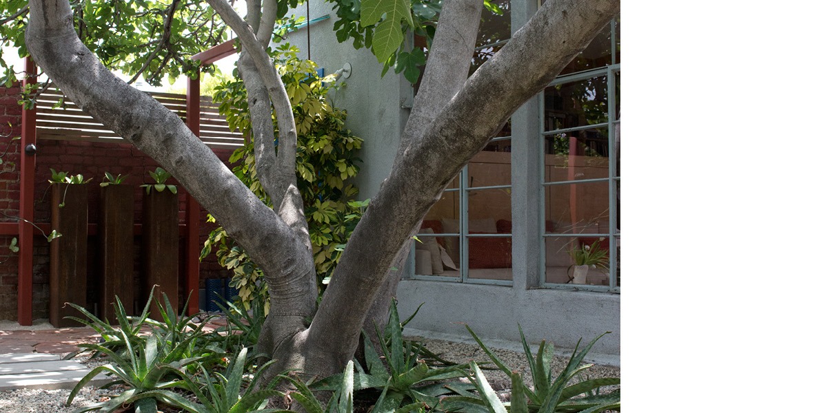 garden, secret garden