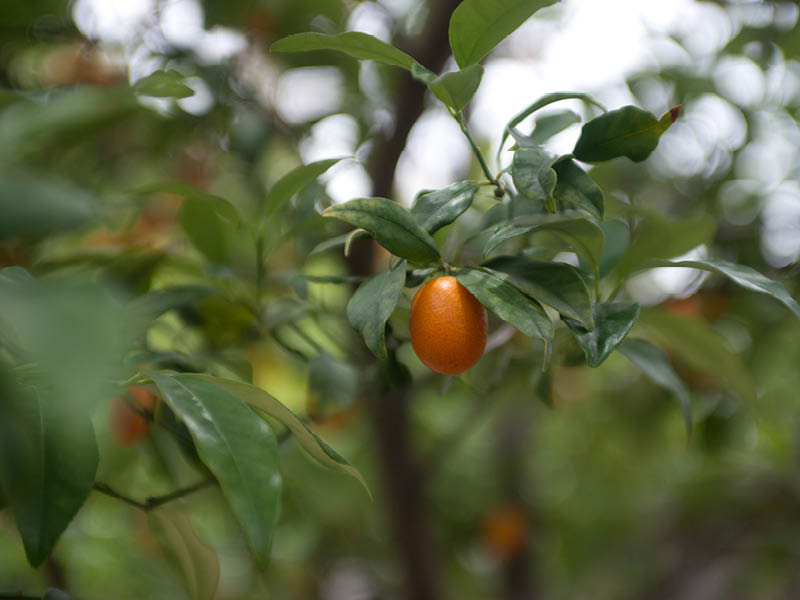 secret-garden-kumquat-tree